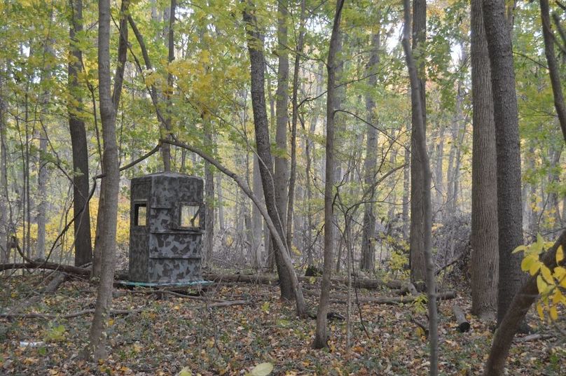 old stand near SW corner