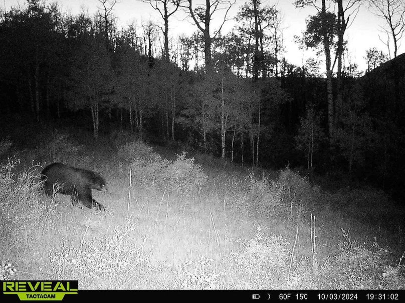 Copy of 864049052055672-20-4-10032024193102-HD-W1001299 (1)