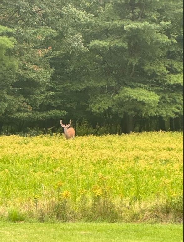 Big Buck in Field