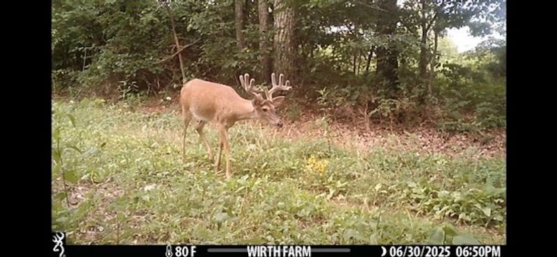 14 Trail Cam Pic 06.30.25