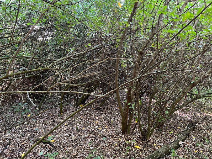 Wirt, WV 150.75 AC Tinnell-56