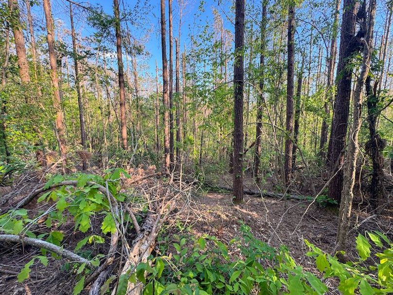 Tallahatchie 44 Newman (Crowden) Wide-34