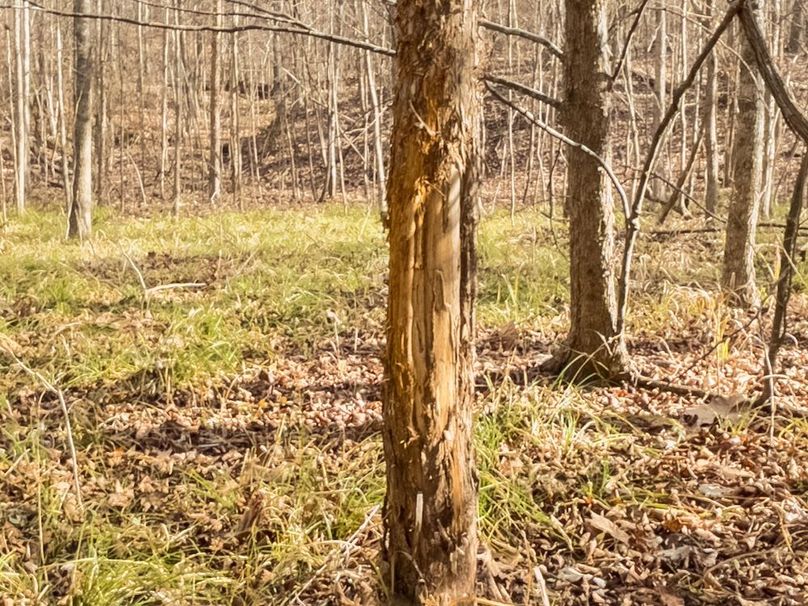 Yazoo Co - 75 - Batton-39