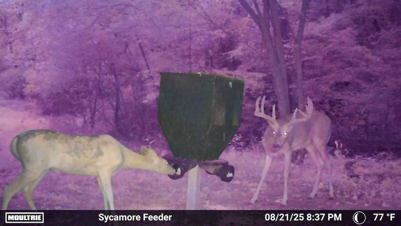 Fleming Petry 115-15