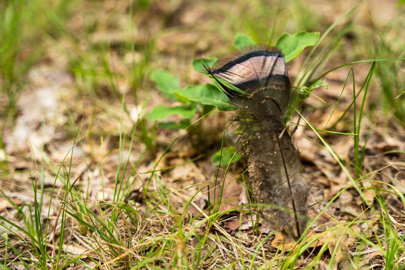 Ogemaw MI 475 Featured Pro Photo-742242