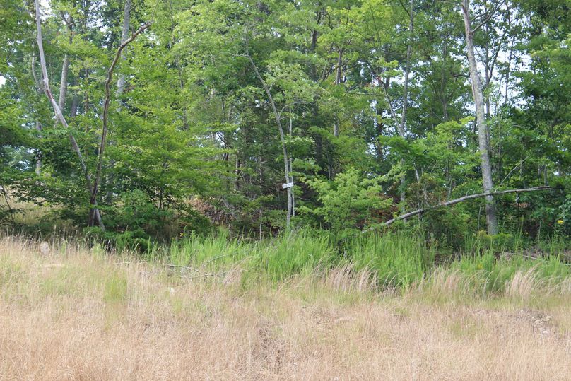 009 field to timber transition area in the northeast area of the property