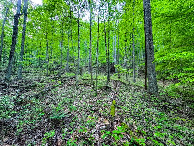 Wirt, WV 145.69 AC 273 Wildflower-07