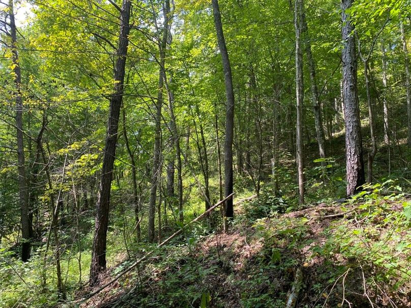 011 some of the mix of lush understory and high canopy trees copy