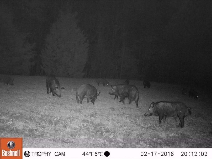 trail cam 2