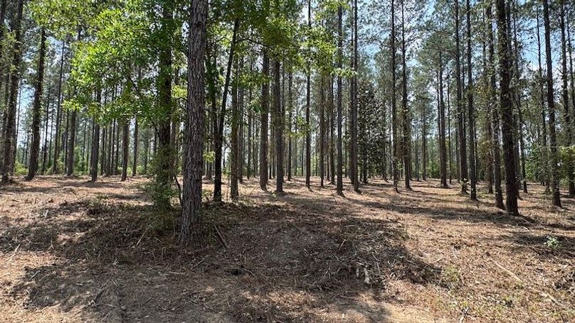 Pic 6