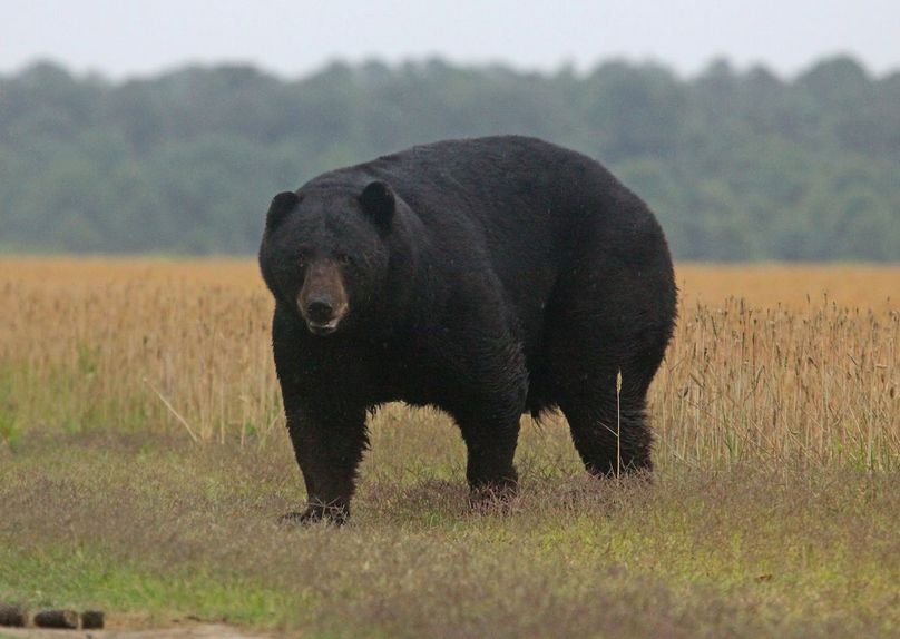 025 500 Pound Bear