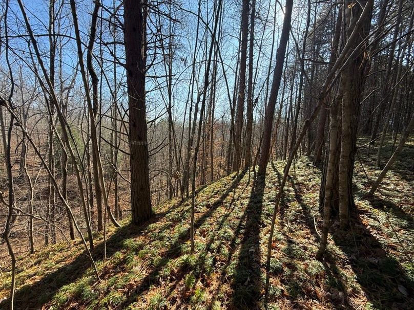 008 the flat open pine area ledge looking down into the ravine