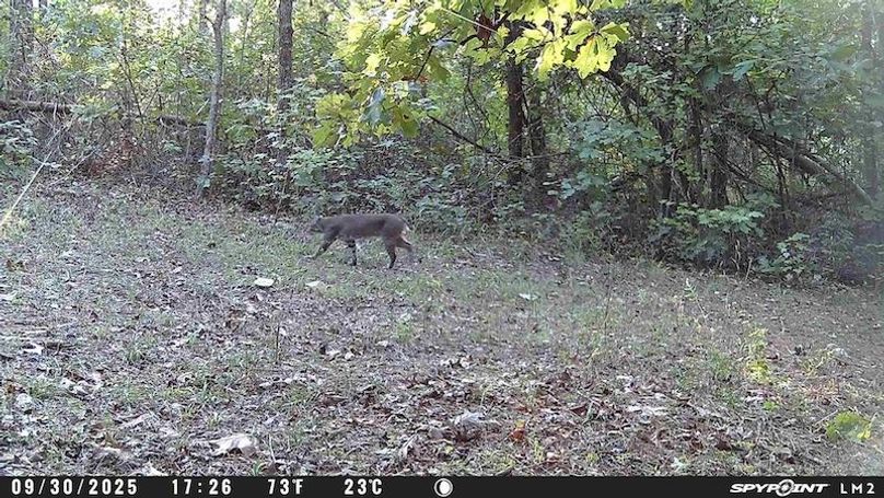 Spypoint_20251107_060910