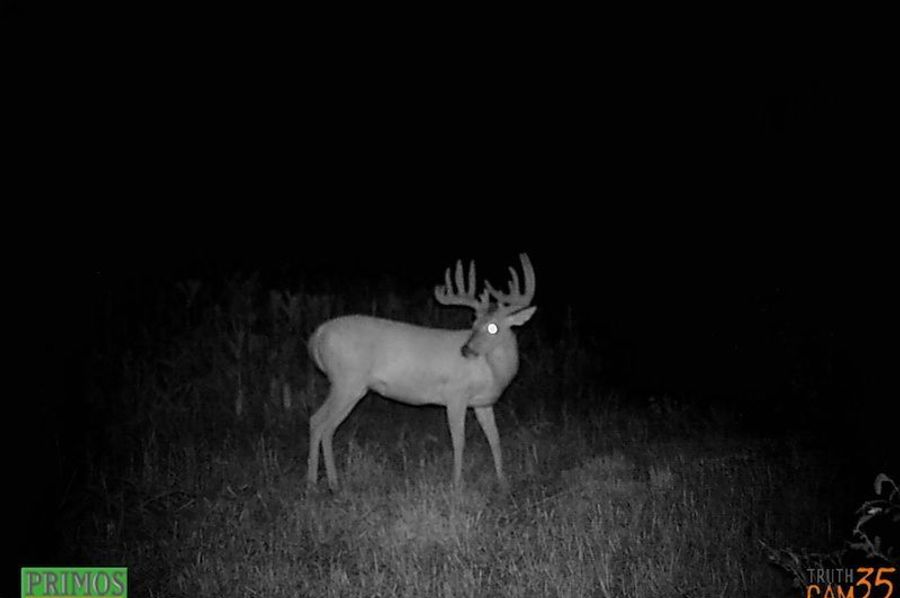 2016 Stud