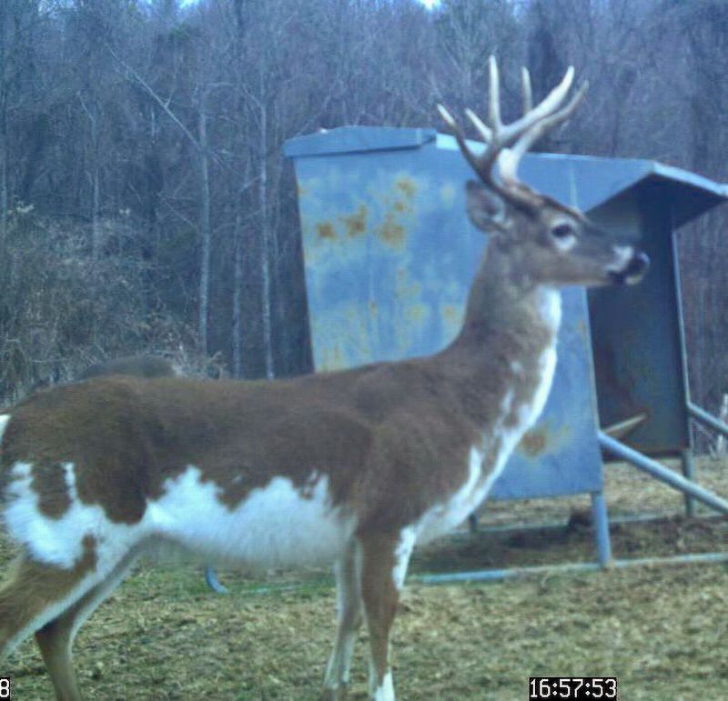 Tallahatchie 847 Trail Cam (JPG)-11