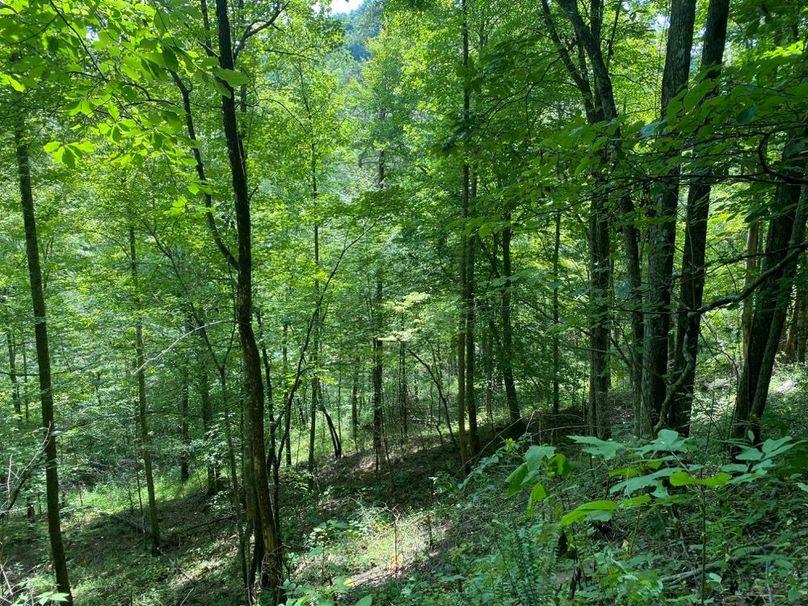 013 some of the mix of forest area on a north slope copy