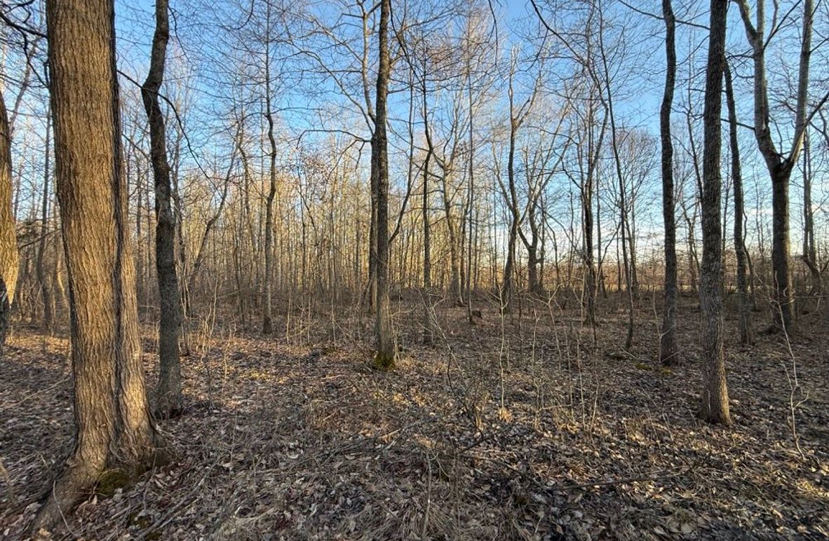 003 some of the open forest area in the western part of the property