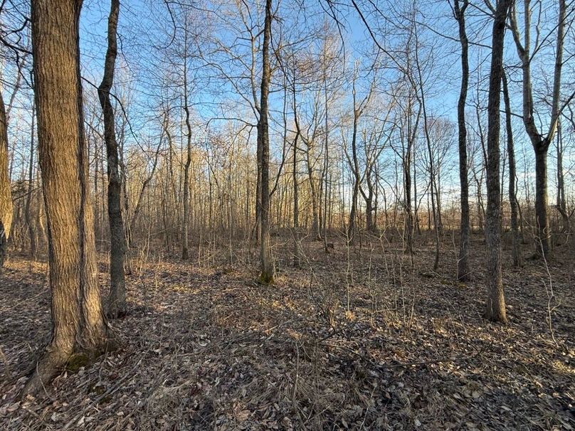 003 some of the open forest area in the western part of the property