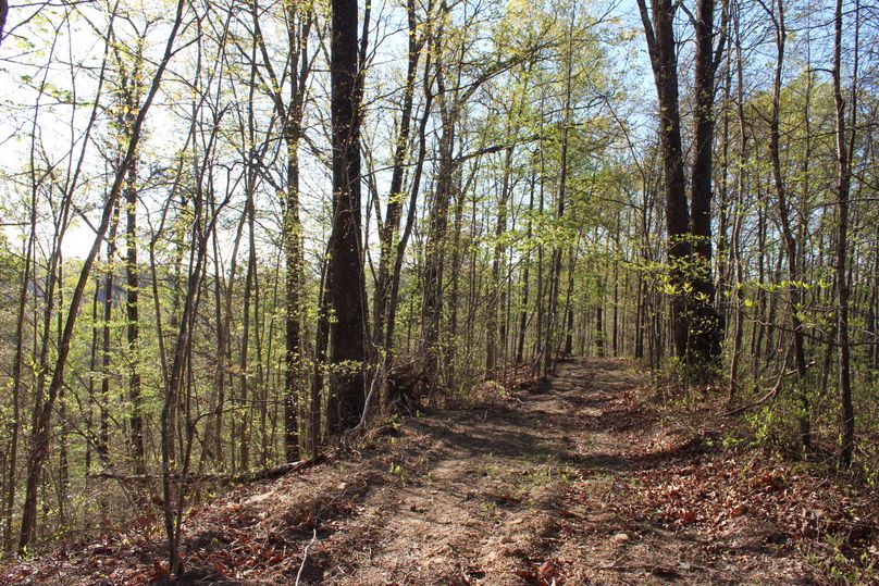 026 forested trail leading in the south part of the property