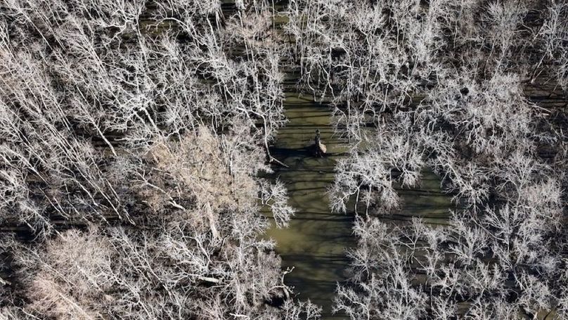 swamp20260501_0202