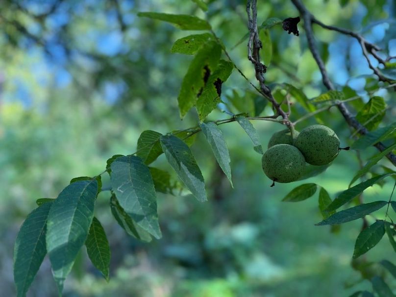 Cayuga_5.7_Cotten Photo 18