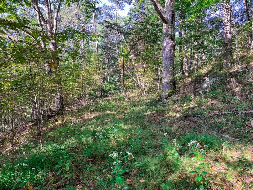 Calhoun, WV 101.8 AC Holly -33