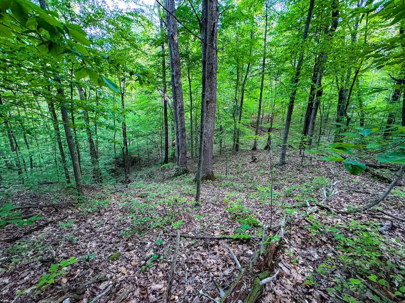 Wirt, WV 145.69 AC 273 Wildflower-17