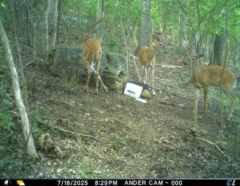 Three bucks at block
