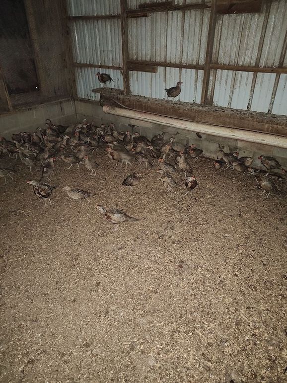 IMG_20250708_194523415