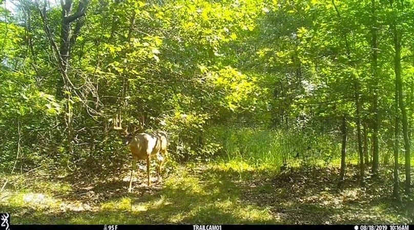 Buck 33 2