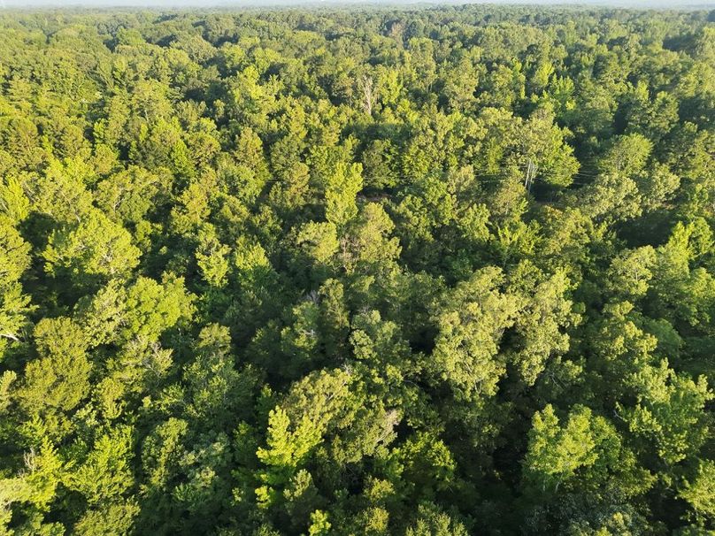 DJI_20250627072131_0027_V