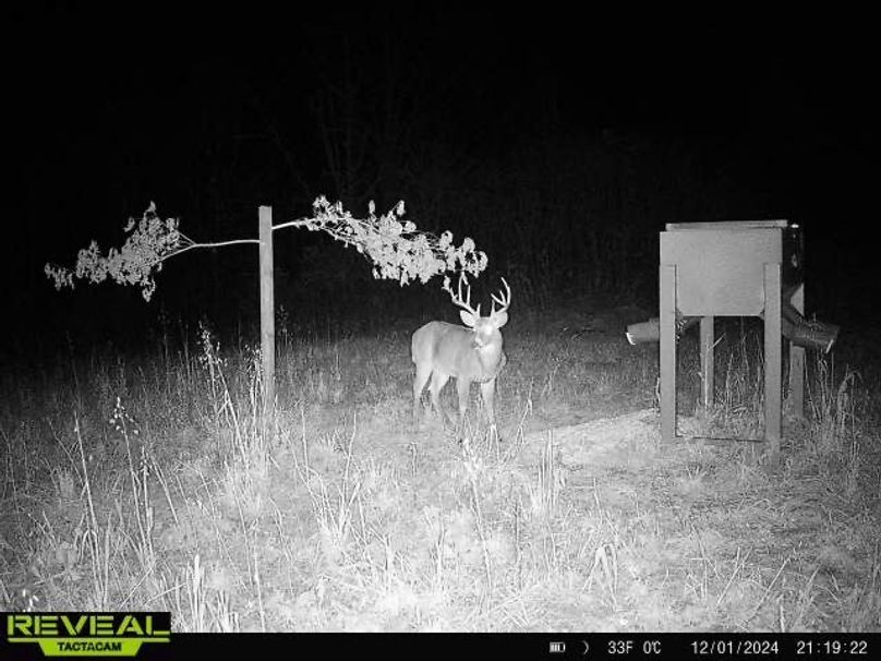 03 big mature resident 10 pointer