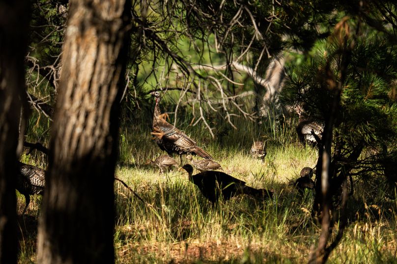 Cibola NM 13,053-7194