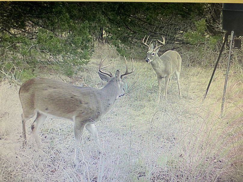 New Game Cam Photo 2