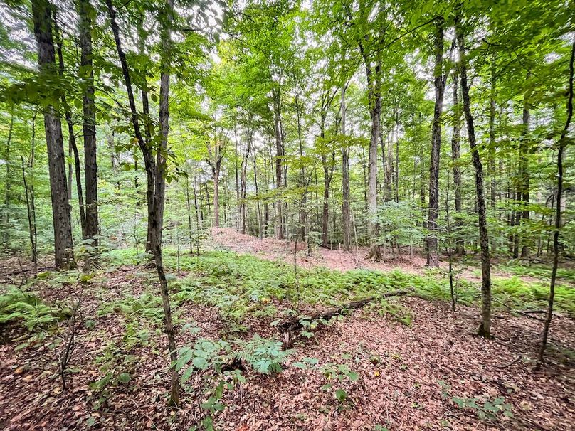 Chemung_60.55_Baumunk_Photos_25