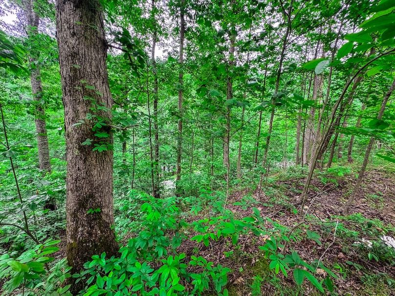 Clay, WV 14.839 AC-06