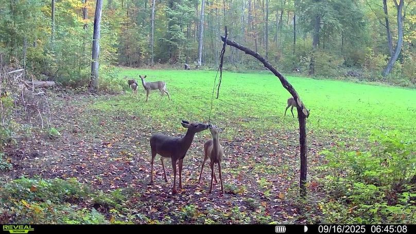 016579004341785-87-4-09162025064508-SYFW00159