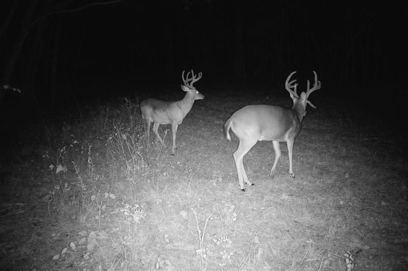 Copy of Clay 374.13 Trail Cam Photo-4 Large