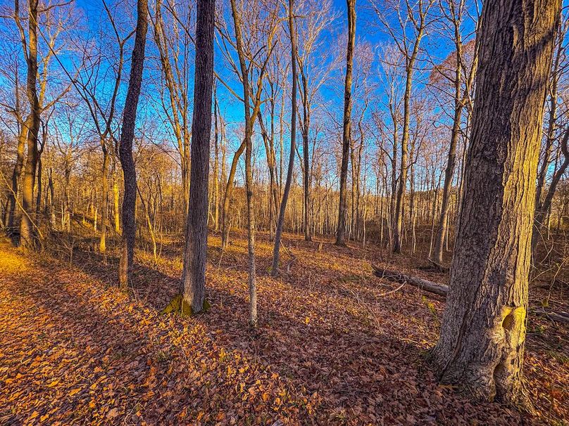 Pleasants_Wood 169.97 AC Cokeley-48