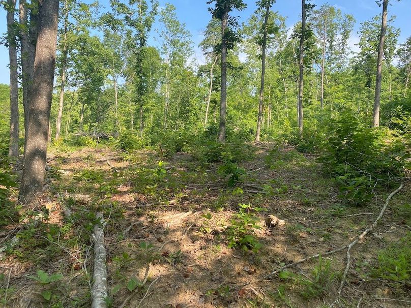 022 some of the cleared timbered area copy