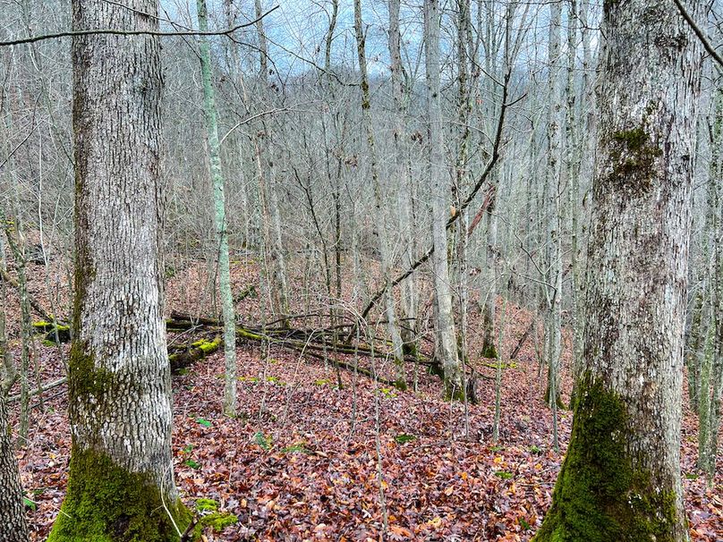 Calhoun, WV 225.69 AC Duffield-38