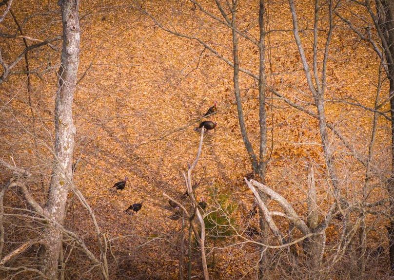 Gibson County Tract 2-15