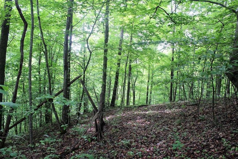 005 secondary point off of main ridge with mix of maple and hickory new growth