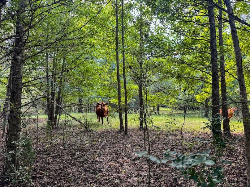 40 Jefferson 117ac - bethard-29