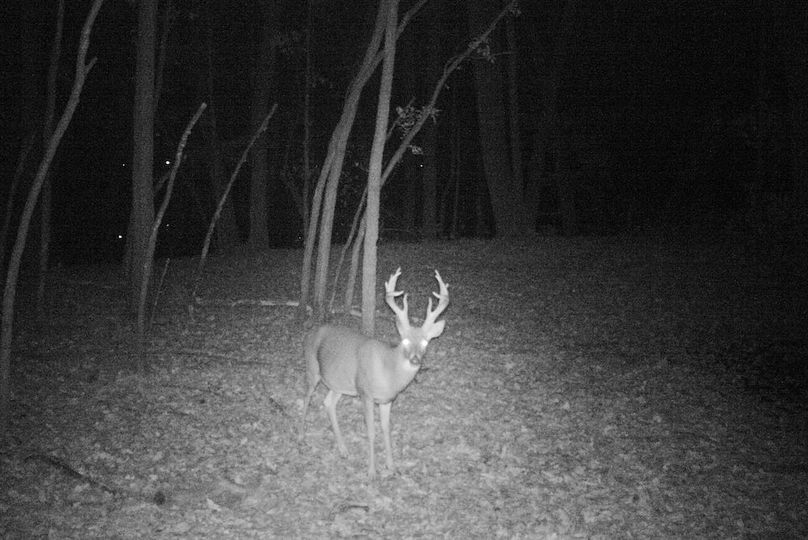 Trail Cam 3
