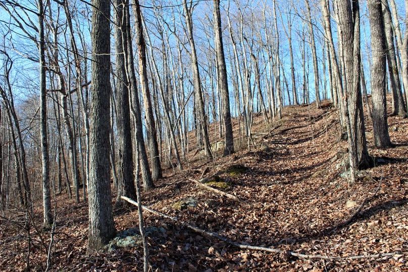 018 old road leading to a high point in the middle of the property