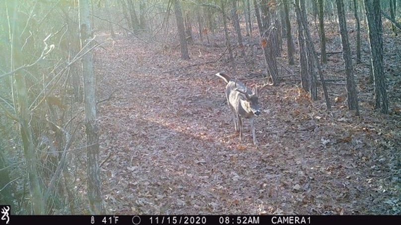 Buck 125 2