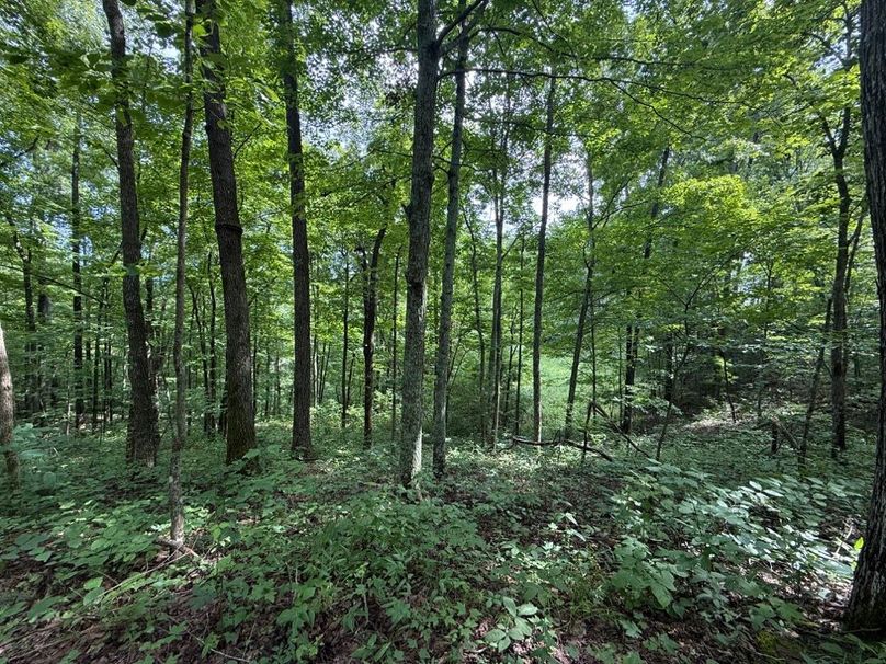 015 forested area and a long narrow old field in the background