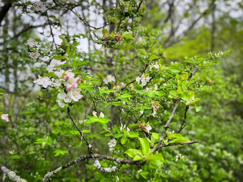 Tioga_78_Biada_Photos_25