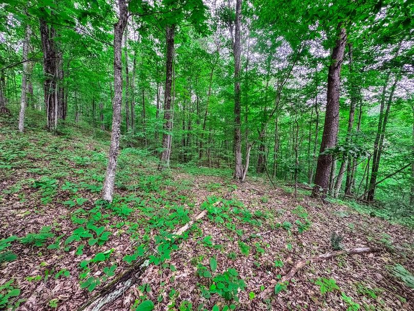 Tyler, WV 313.87 AC -35